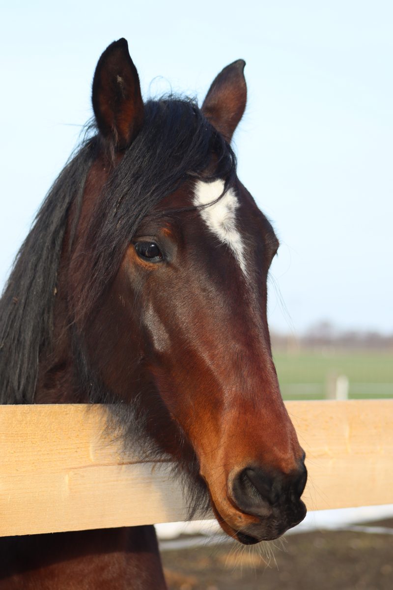 Pferd schaut über einen Zaun