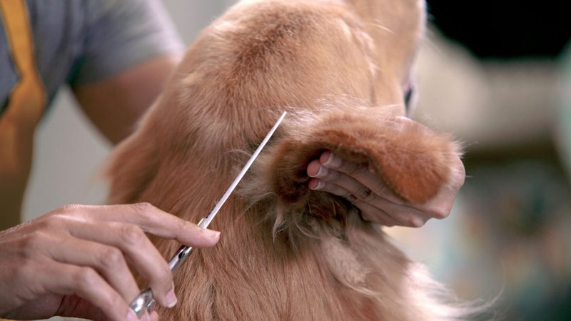 Hund bei der Fellpflege