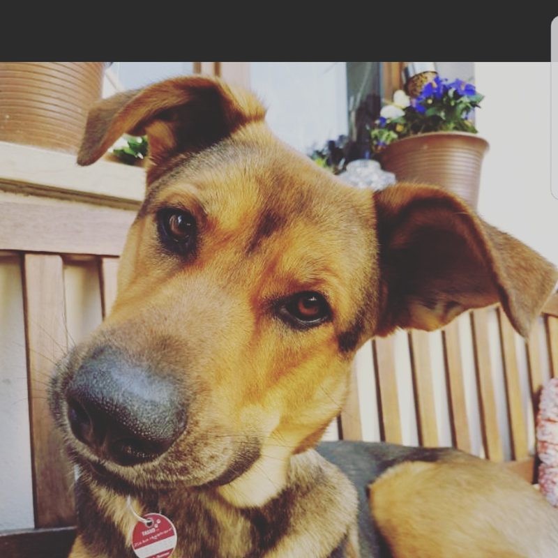 Porträt eines Hundes