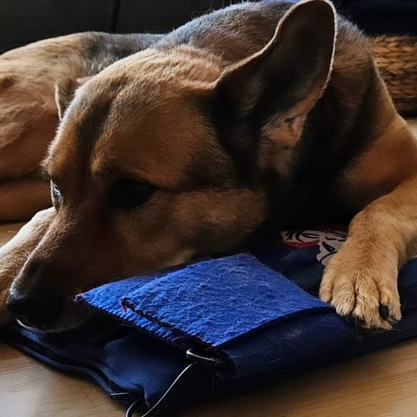 Hund liegt entspannt auf einer Matte