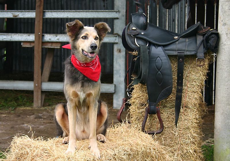 Hund in entspannter Haltung