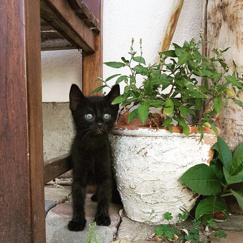 Katze auf einem Blumentopf