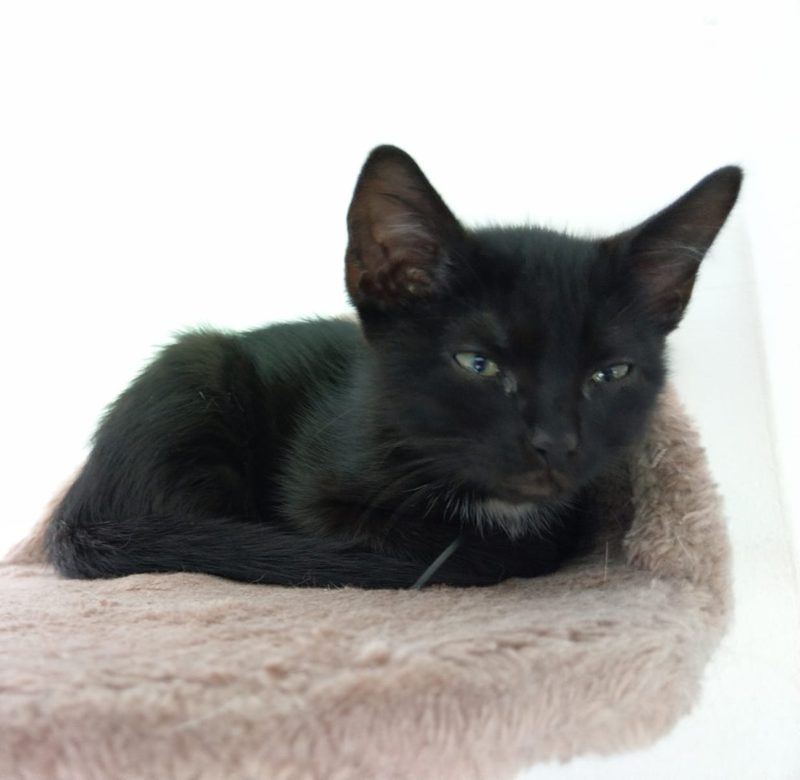 Schwarze Katze