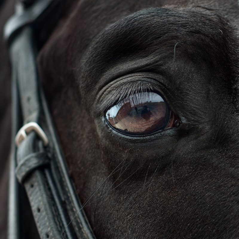Auge eines Pferdes mit Trense
