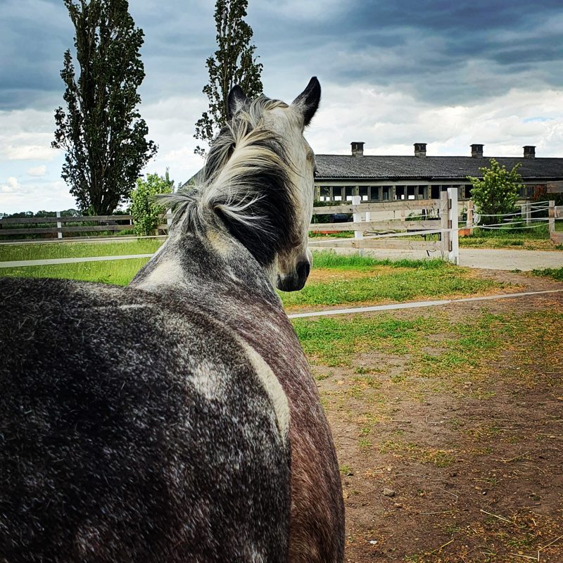 Blick auf einen Pferdhof von oben – ländlicher Ort der MyPetsdoc Tierheilpraxis