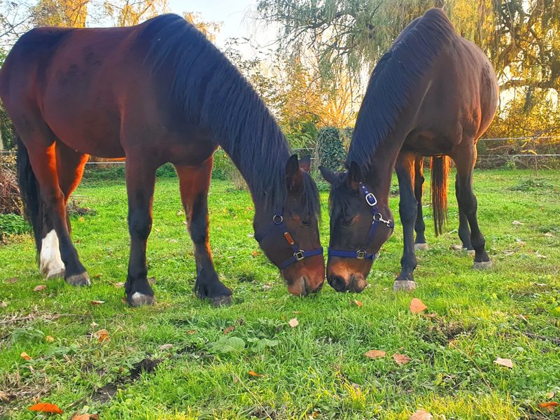 Pferde grasen auf der Weide