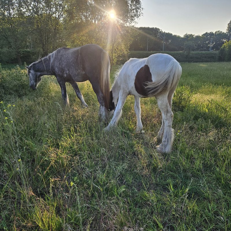 Pferde grasen auf grüner Wiese – Symbolbild für artgerechte Haltung
