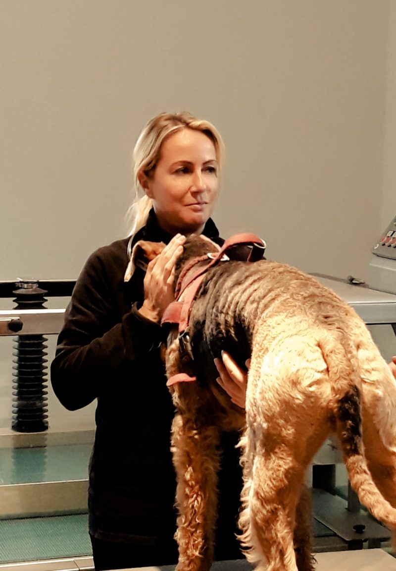 Osteopathische Behandlung eines Hundes